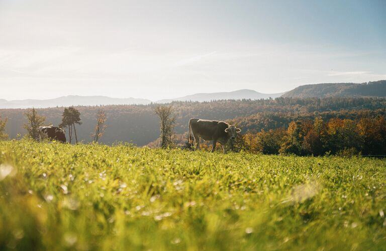 Landschaft Frenkendorf 21.10.2024 - Web Tablet_Mobile