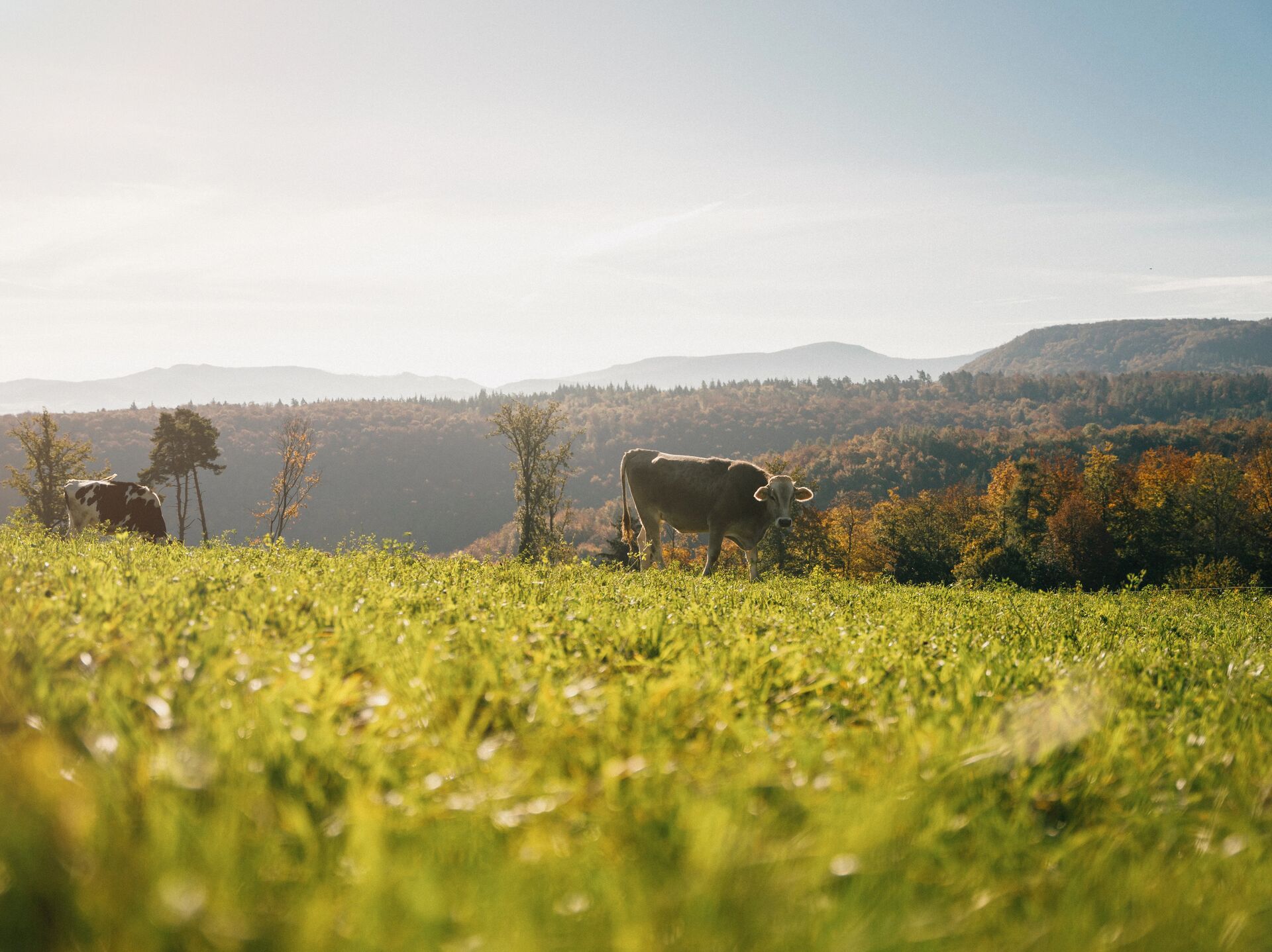 Landschaft Frenkendorf Kuh